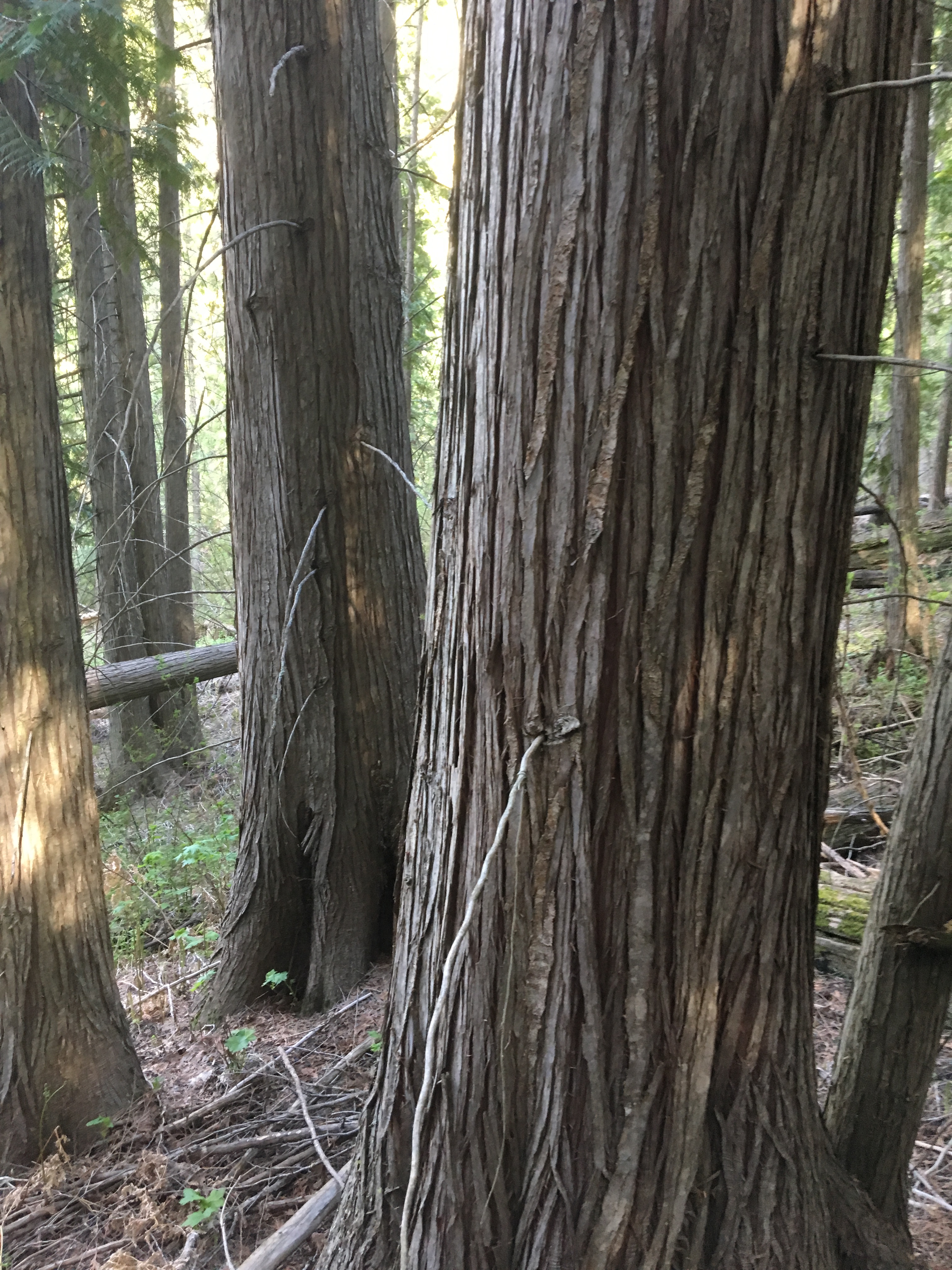 e667a0d2-bc0a-4cdf-a42f-9174a98b8799